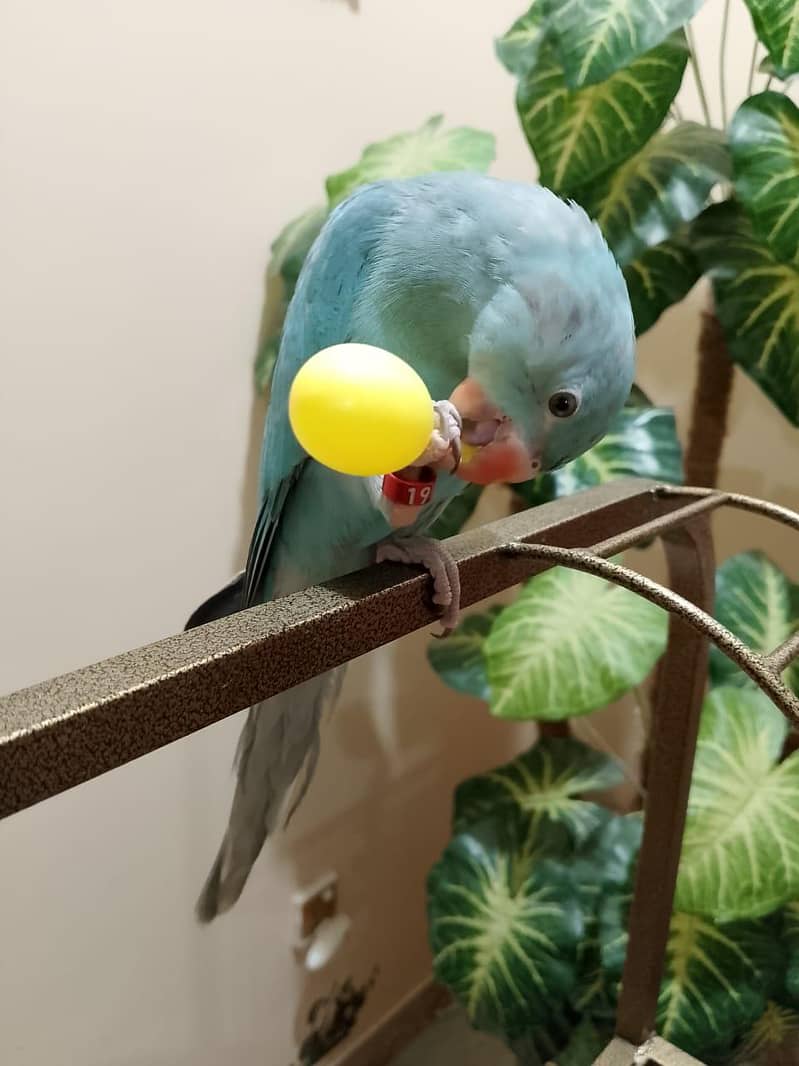 Blue Ringneck 3