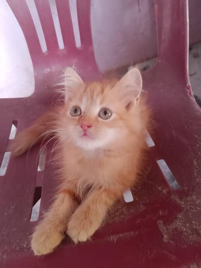 Persian Kittens