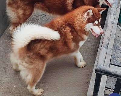 Alaskan malamute female