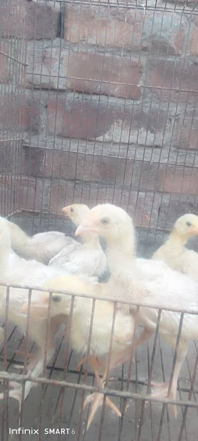 Heera chicks