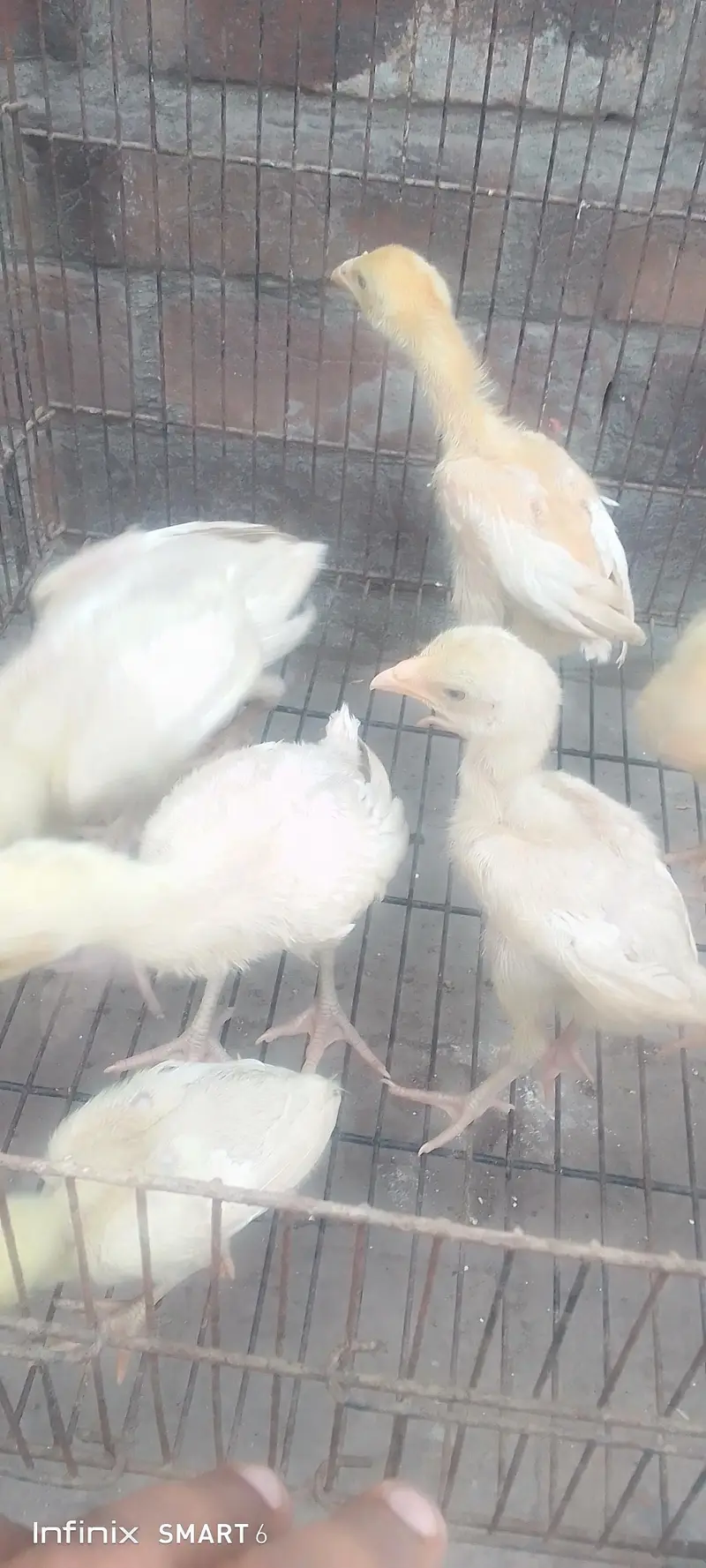Heera chicks — photo 2
