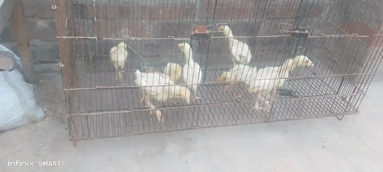 Heera chicks — photo 3