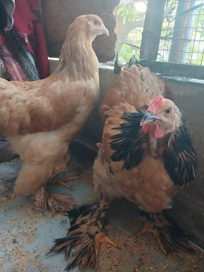 brhama breed