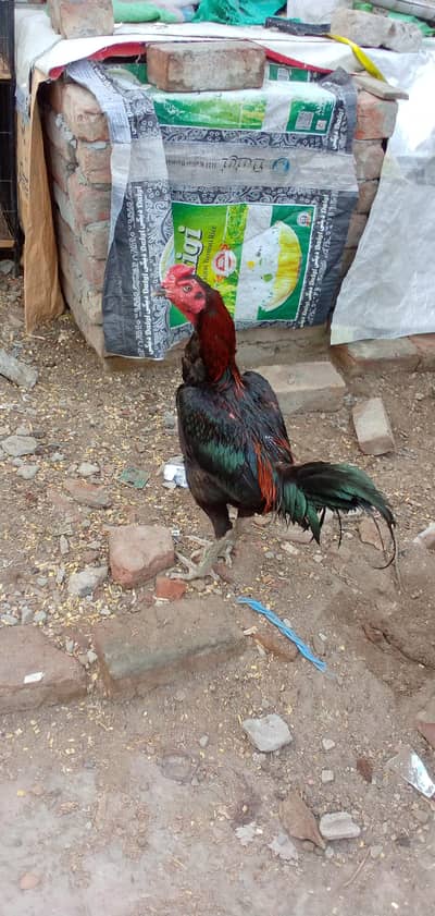 aseel ghanoi male