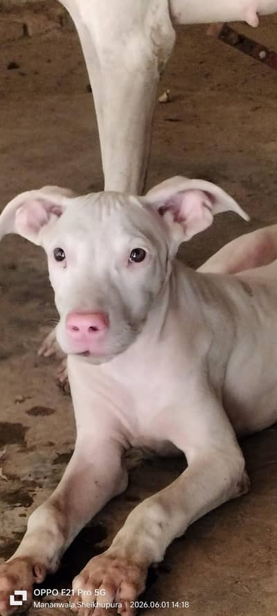 peure pink nose gultair puppy for sale