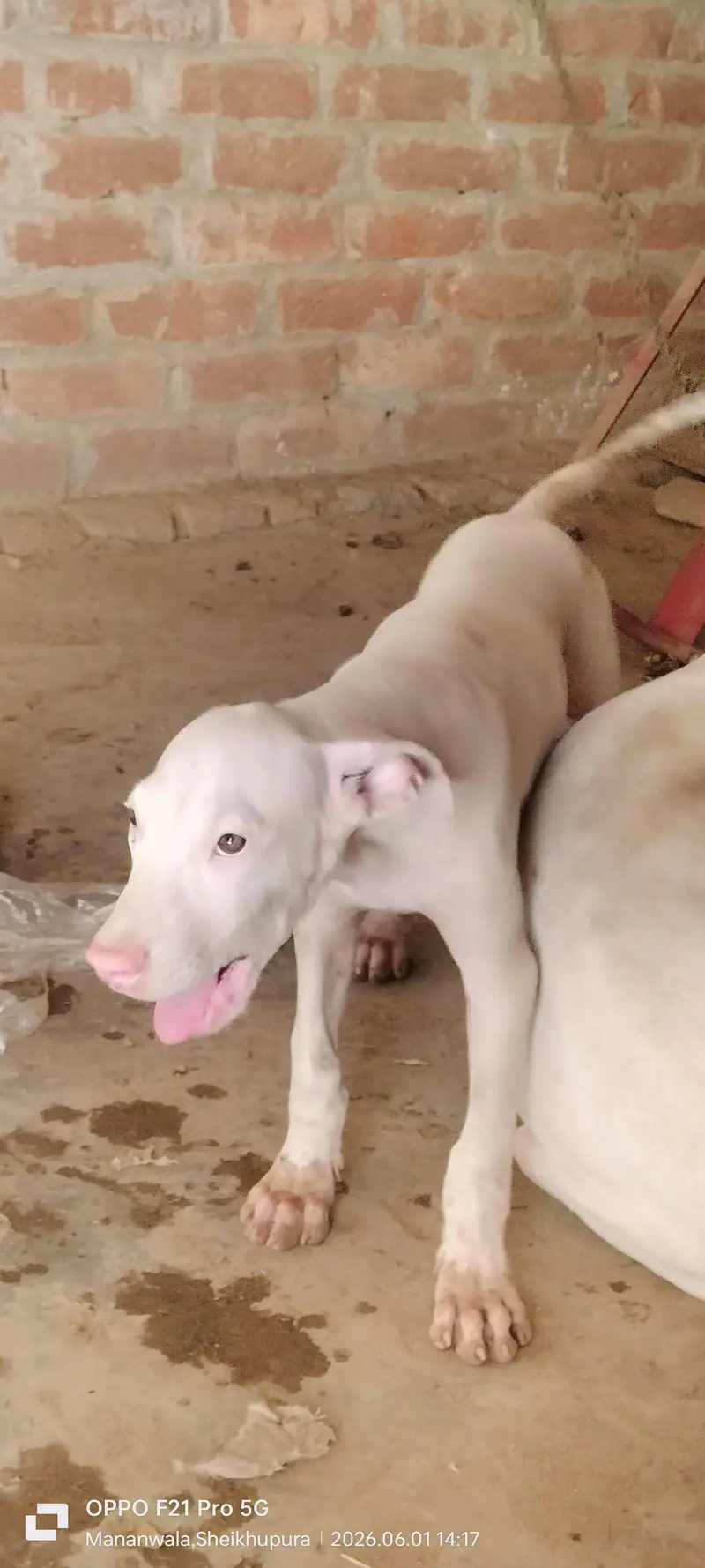 peure pink nose gultair puppy for sale — photo 2