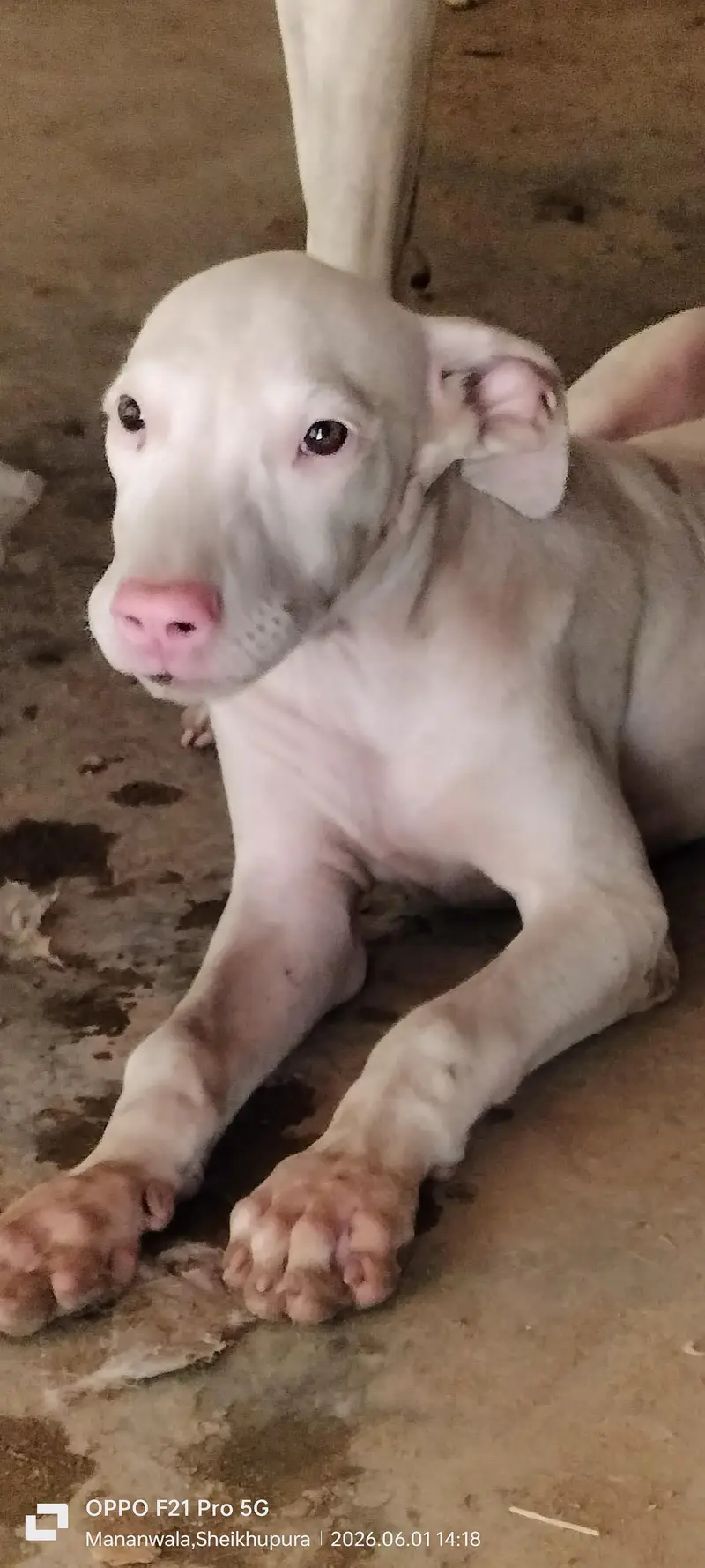 peure pink nose gultair puppy for sale — photo 3