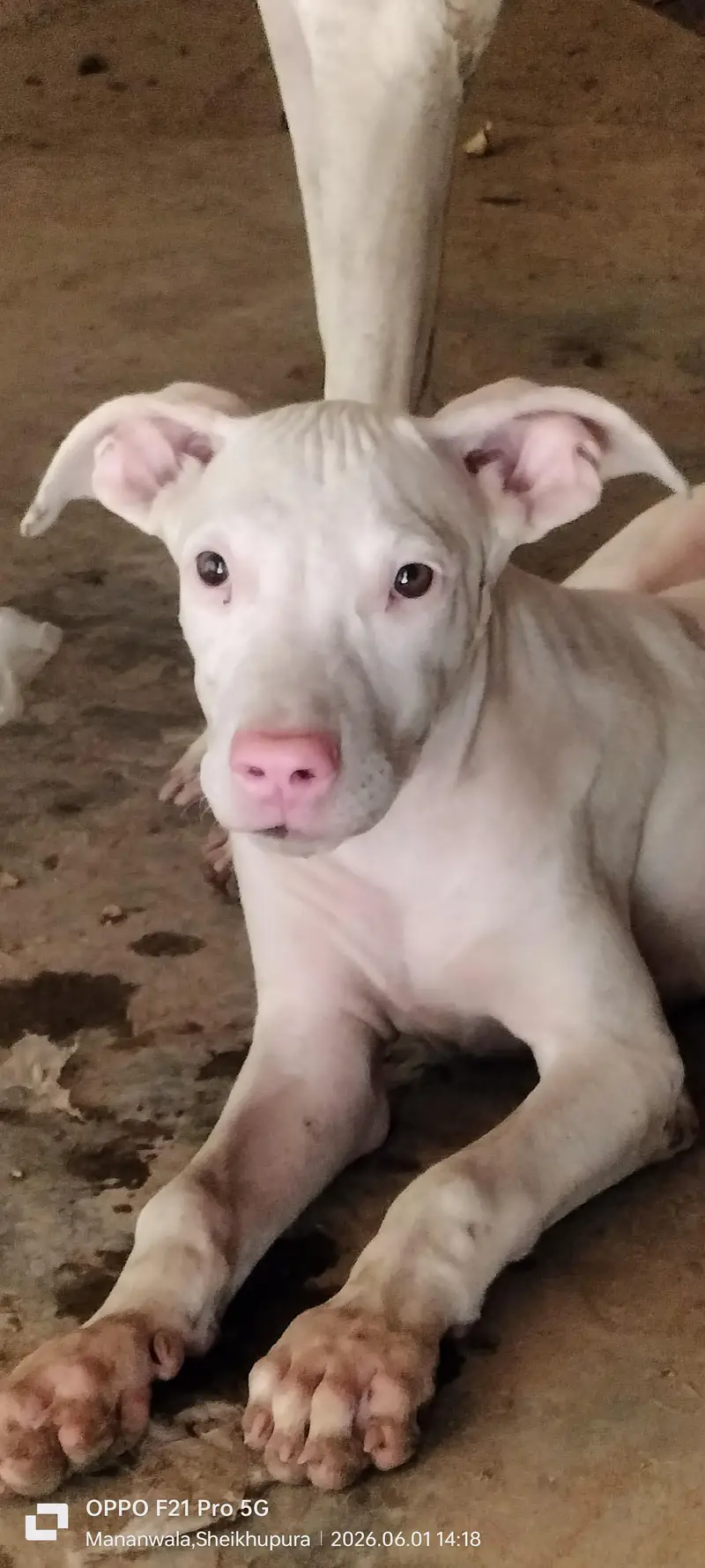 peure pink nose gultair puppy for sale — photo 4