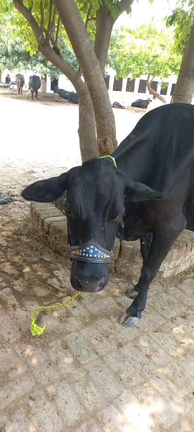 cow for sale gaban 10 din baki hain