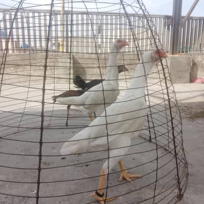 pure white German o shamo pair pathy
