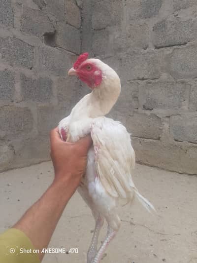 High quality Herra patha for sale healthy &strong