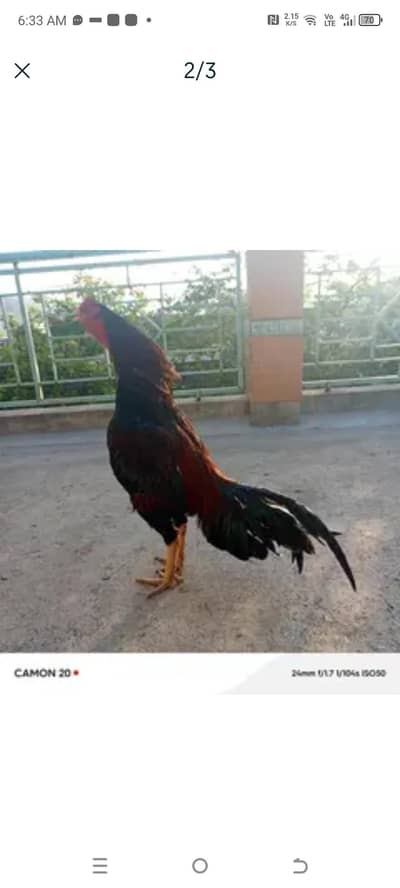 active and healthy murga for sale