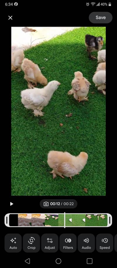 heavy Cochin chicks