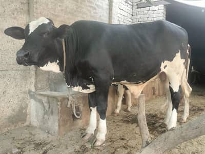 Qurbani 2027