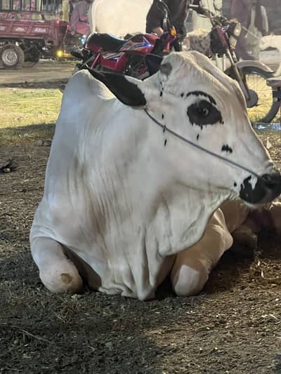 Fatha jangi live wight 350kg