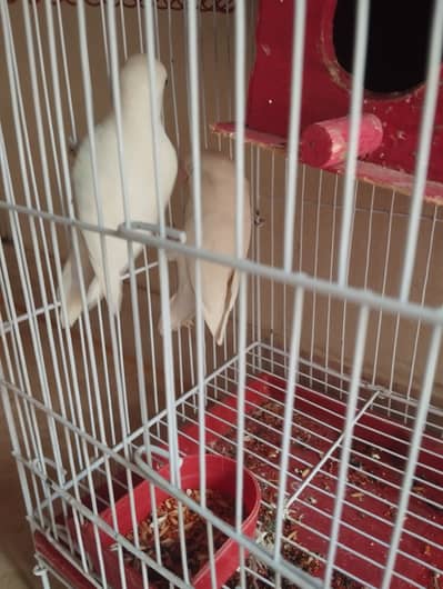 Loverbird pair