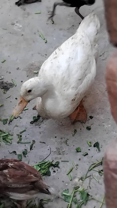Domestic Ducks