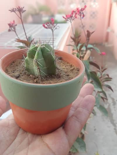 Handcrafted Clay Pot with Healthy Cactus – Compact & Low-Maintenance