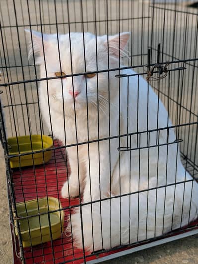 Persian Male Cat For sail