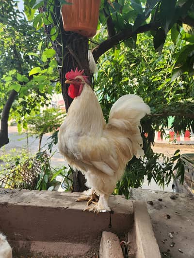 heavy white buff male and female available for sale in model town