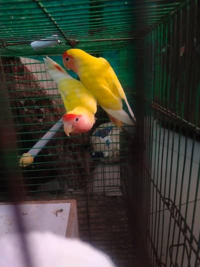 1 breader pair lotino 1 breader  single female