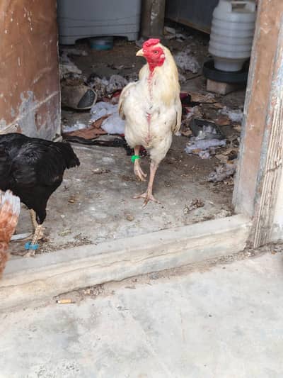 mushki murghi h heera murgha h