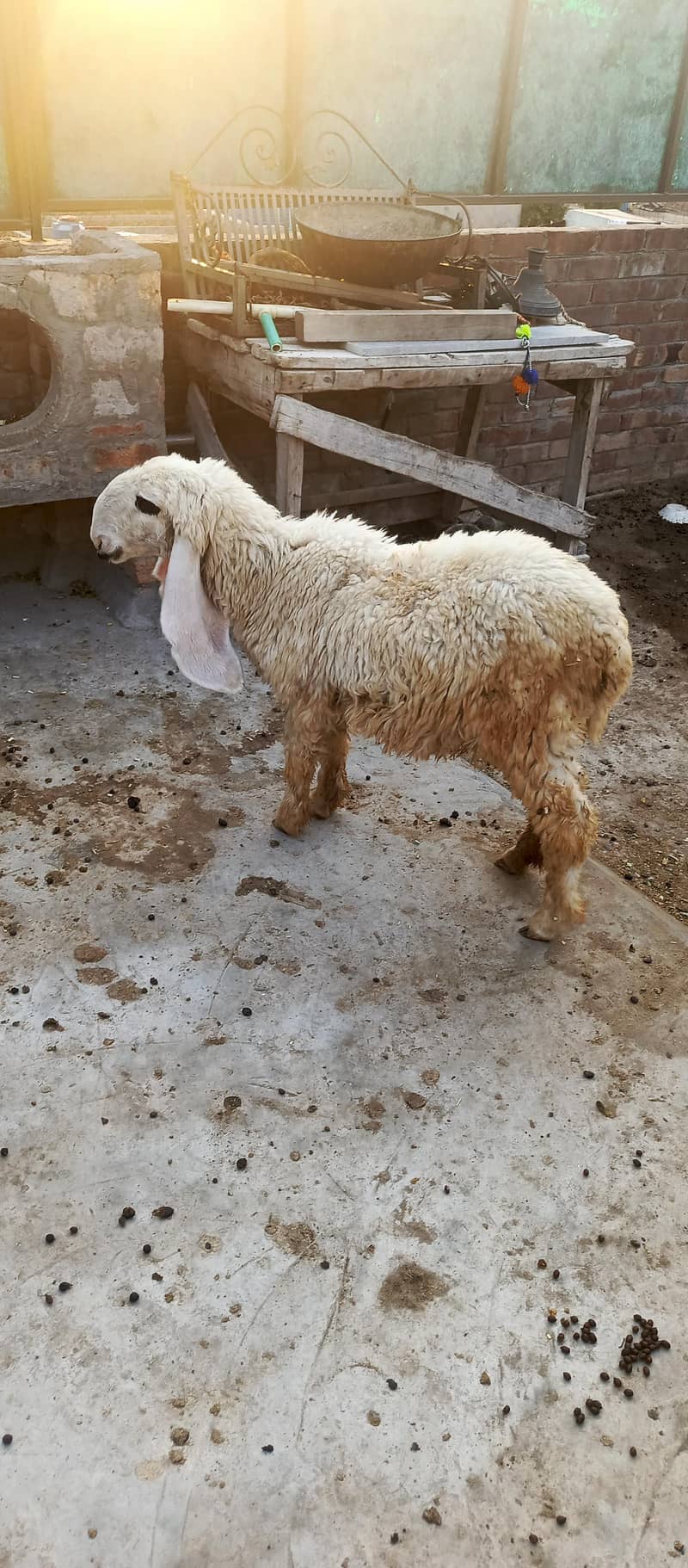 sheep 0