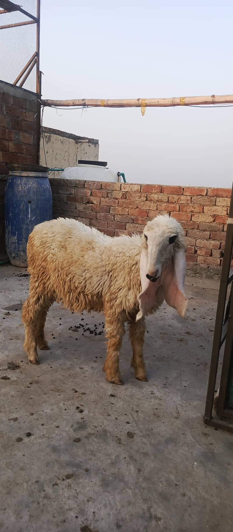 sheep 1