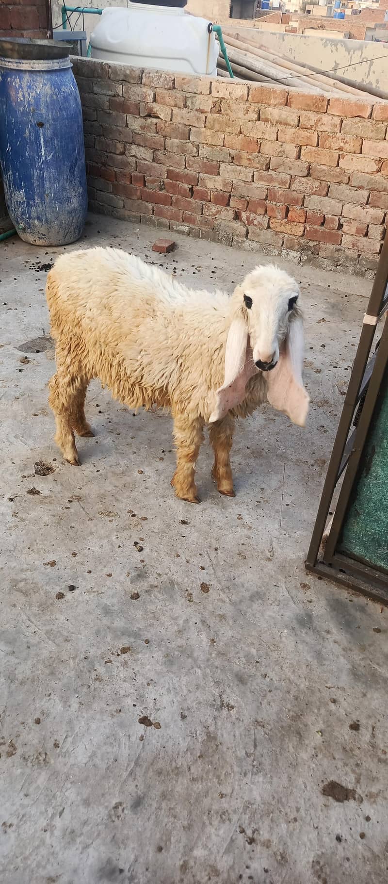 sheep 2