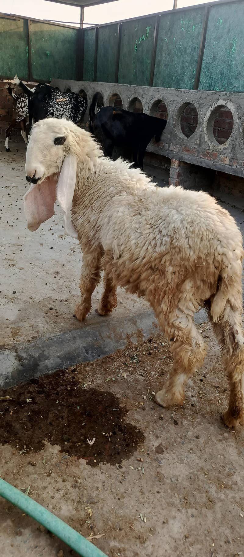sheep 3