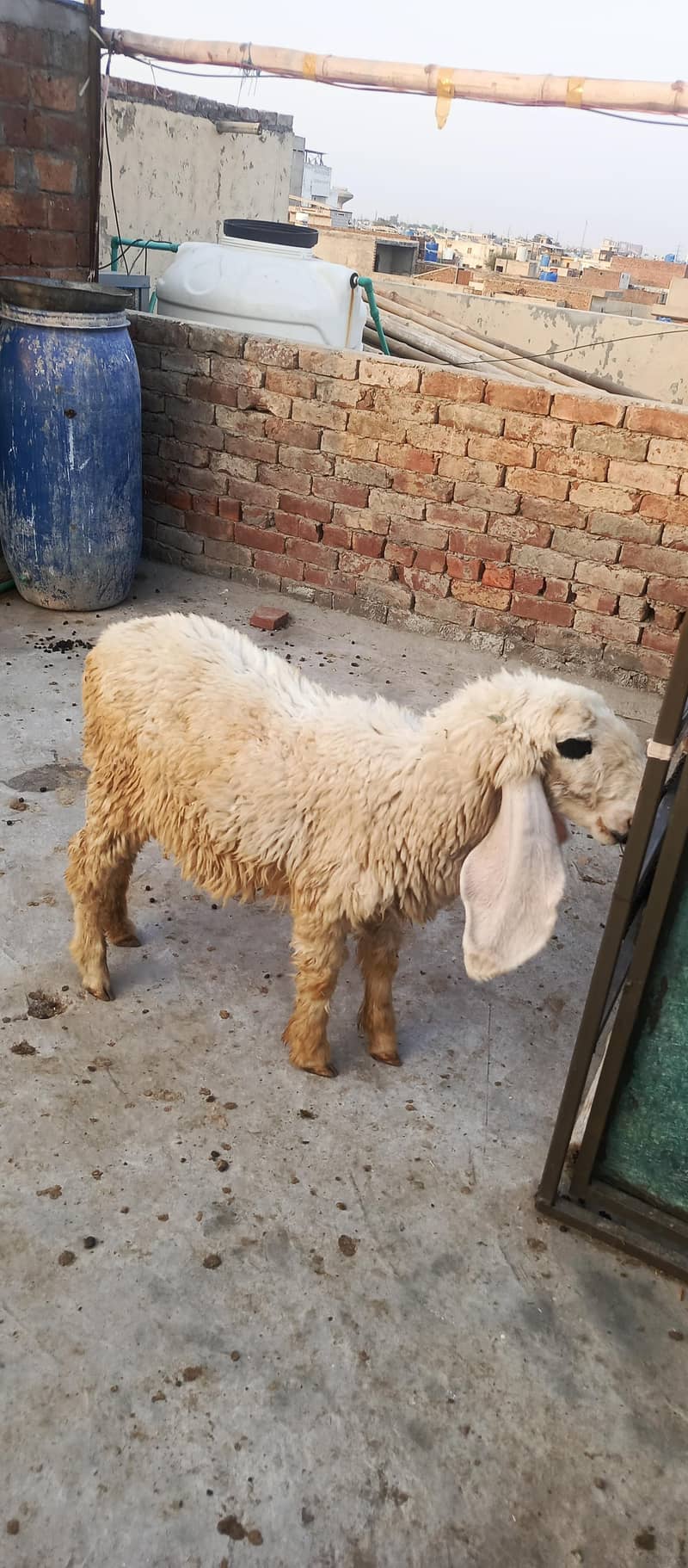 sheep 4