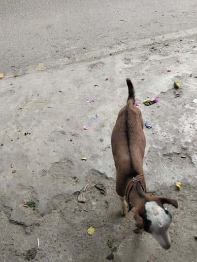 barbari tedda male for sale