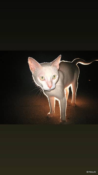 cat for sale