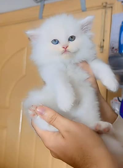 Persian Cat | Billi |  kittens | 3 Coat | w\atsa/pp OƷ48O2୨0146