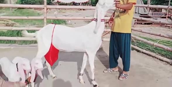 Rajanpuri Bakri Our 2 Bacchon ka sath for sale/_03102729869