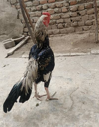Aseel jawa Patha