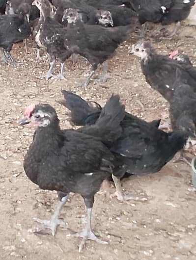 Austrolop chicks for sale /Black chicks for sale