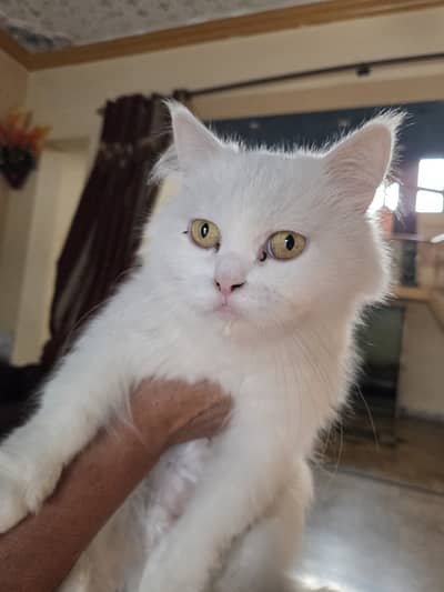 persian cat with 2 kitten
