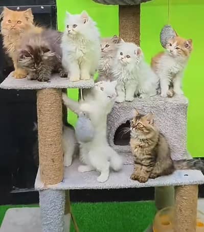 Persian Cat | Billi |  kittens | 3 Coat | w\atsa/pp OƷ48O2୨0146