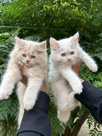 Persian kittens Pair
