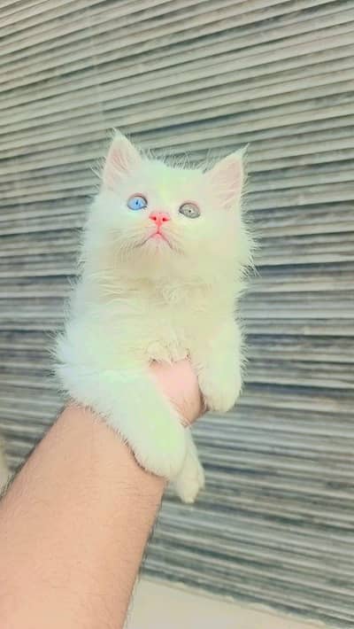 Pure Persian Kitten For Sale | Male | Odd Eyes | Snow White
