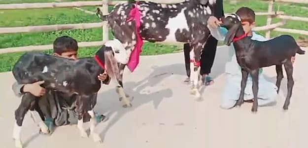 2 butcher vali shera print bakri for sale. 03207353028