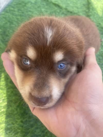 HUSKY CUTE PUPS FOR SALE