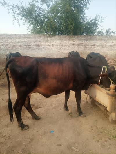 Vilayati cow female colour dark brown