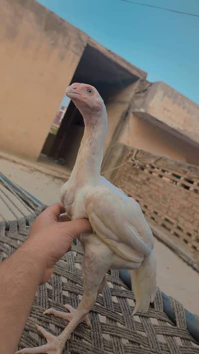 Mianwali aseel chicks|lakha aseel|Qandhari/parrot beak aseel_long tail