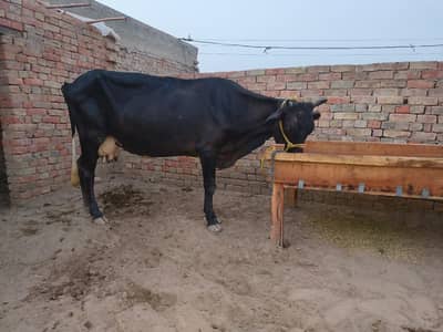 Freezein cross cow