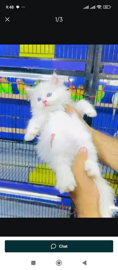 blue eyes kitten for sale what's app number 304,80,81,621,
