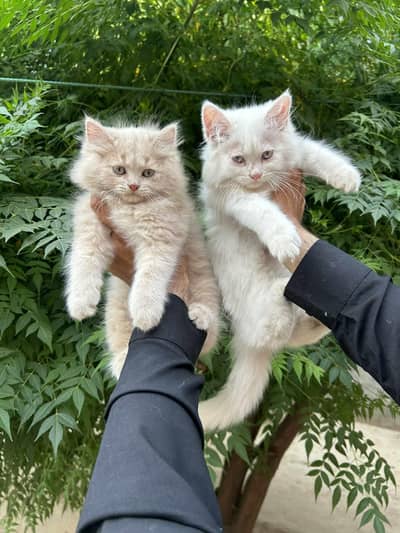 Persion kitten pair khushab and jauharabad