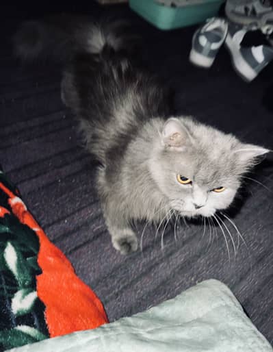 Persian cat