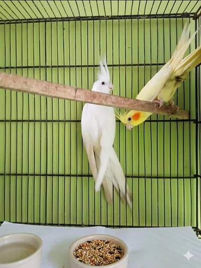  Beautiful Cockatiel Pair With Cage –  